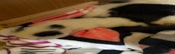 Mixed Breed cats for sale: 🐱Adordable Turkish Van x Ragdoll Kittens🐱 - Advert 4