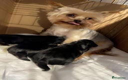 Yorkshire Terrier dogs for sale: Mini yorkshire terrier - Image 6