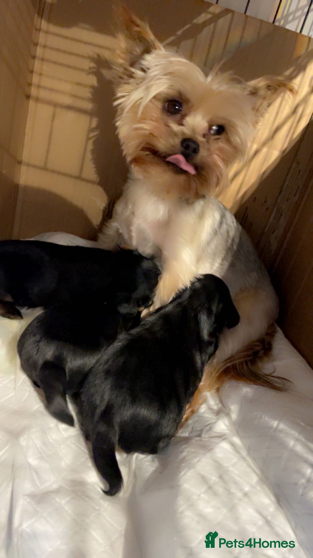 Yorkshire Terrier dogs for sale: Mini yorkshire terrier - Image 6