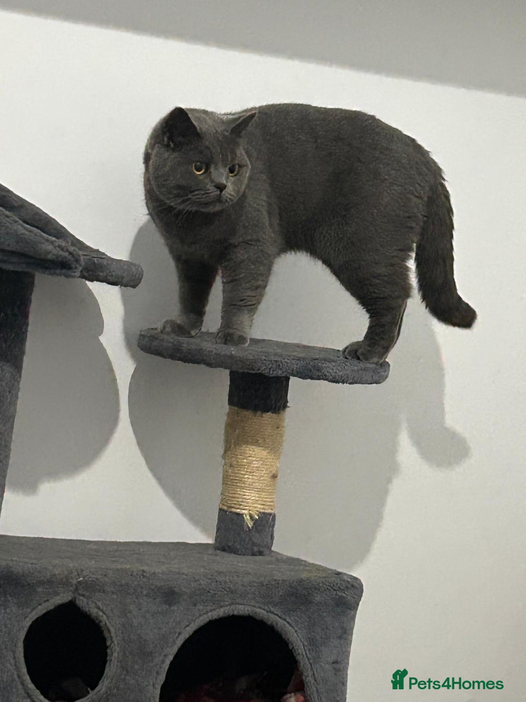 British Shorthair cats for sale: Beautiful British blue girl - Advert 14