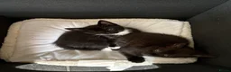 Mixed Breed cats for sale: Kittens x4 - Advert 2