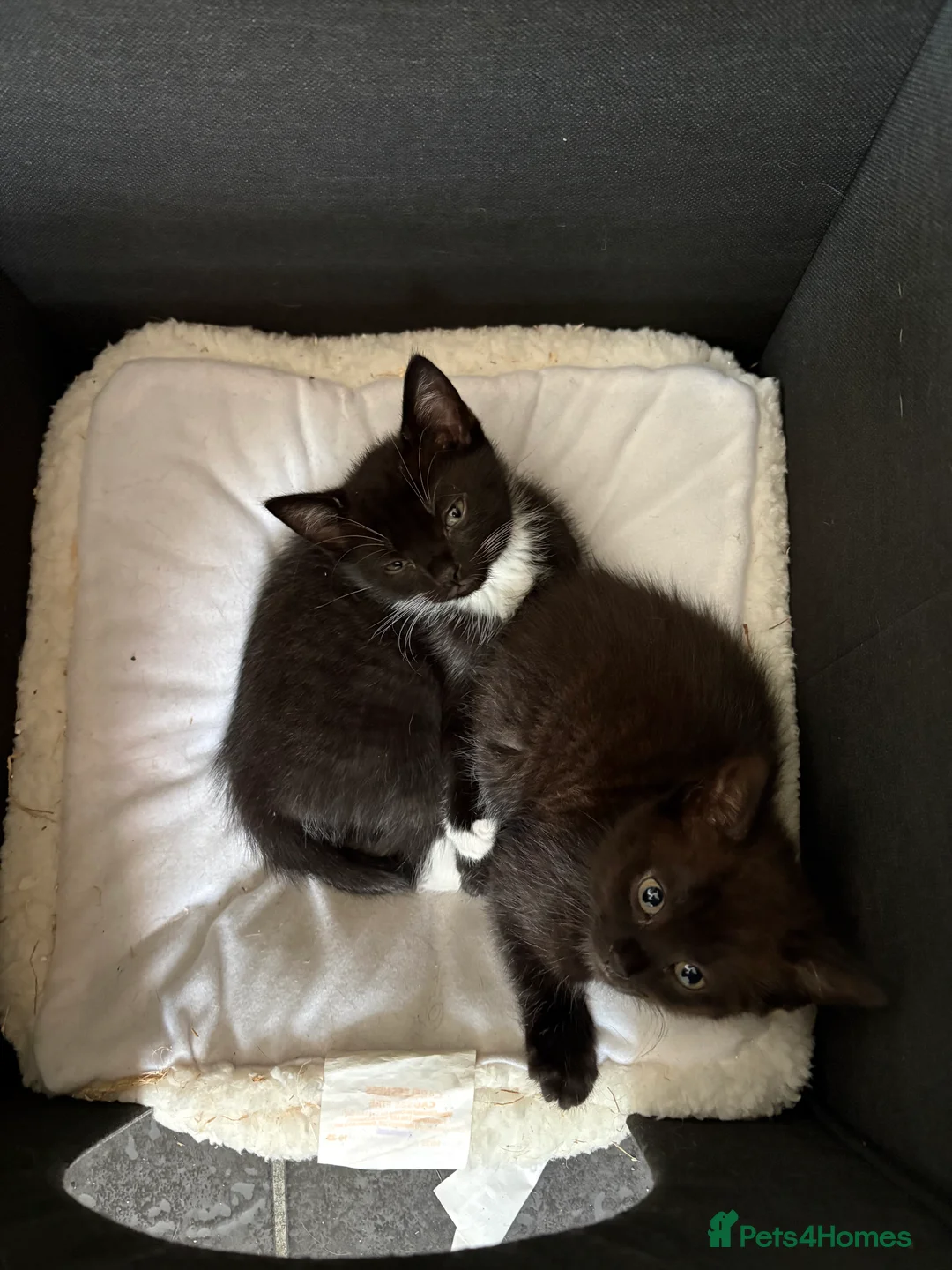 Mixed Breed cats for sale: Kittens x4 - Advert 2