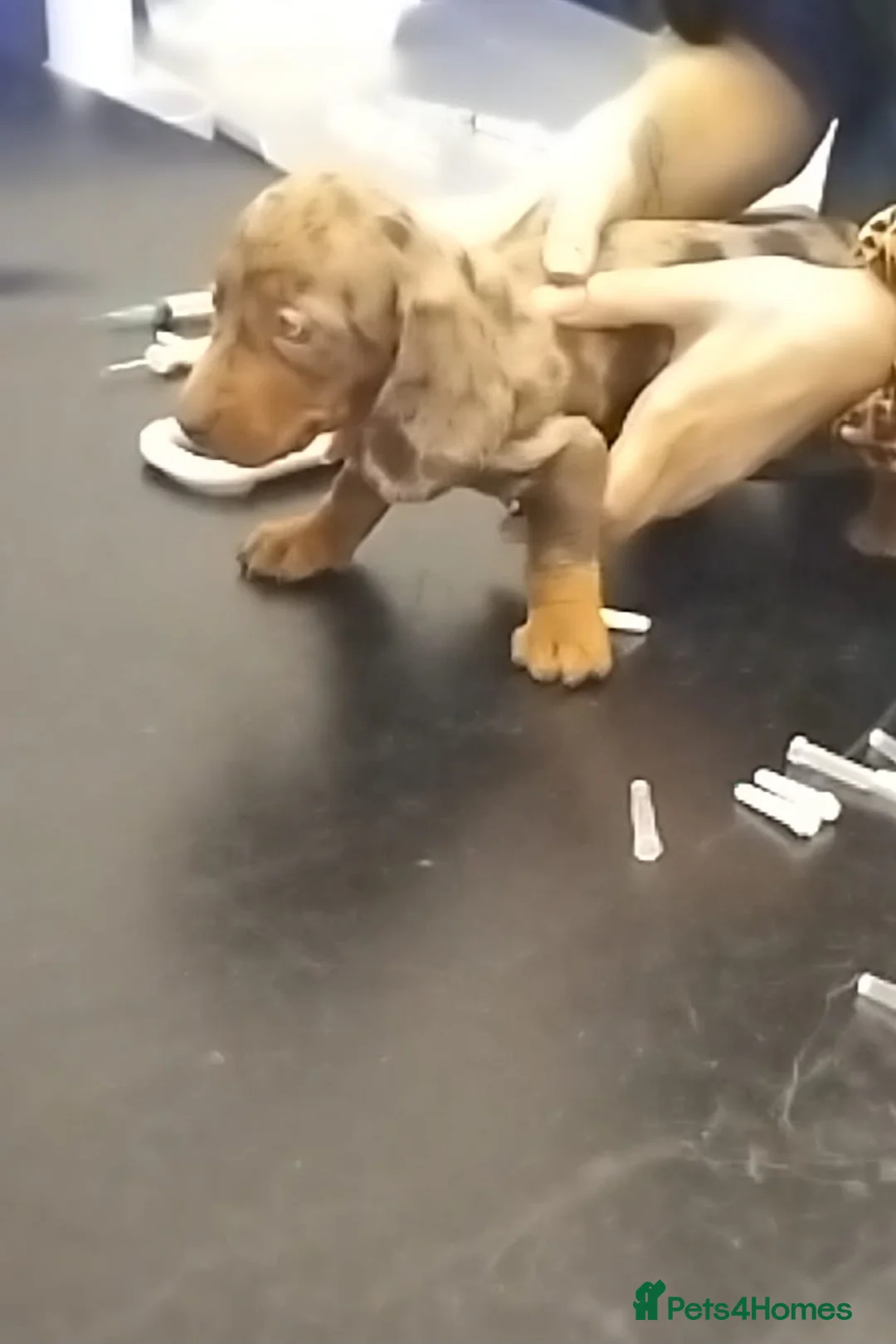 Miniature Dachshund dogs for sale: PRA, STUNNING MINIE'S READY NOW  - Advert 31