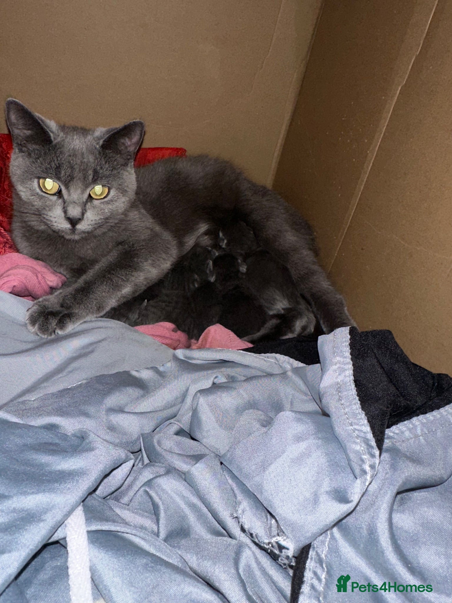 British Shorthair cats Pure breed British shorthair Blues  - Advert 11