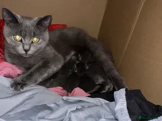 British Shorthair cats Pure breed British shorthair Blues - Advert 1