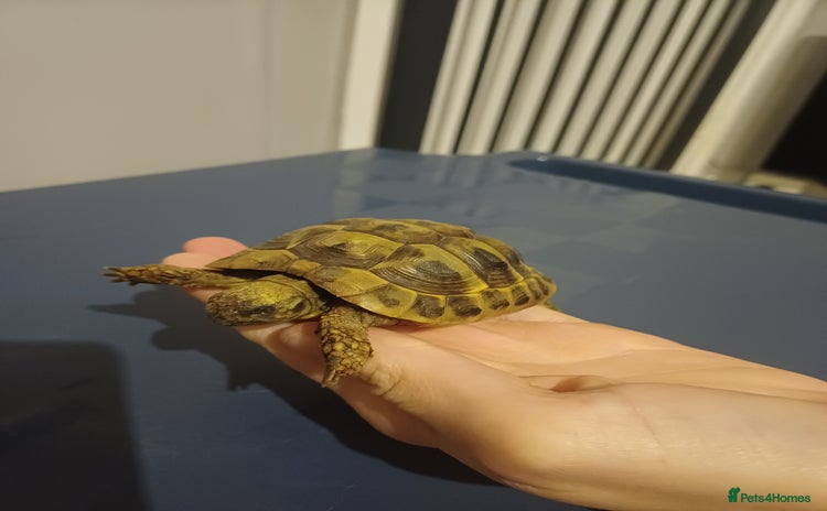 Hermann Tortoise reptiles - Advert 11