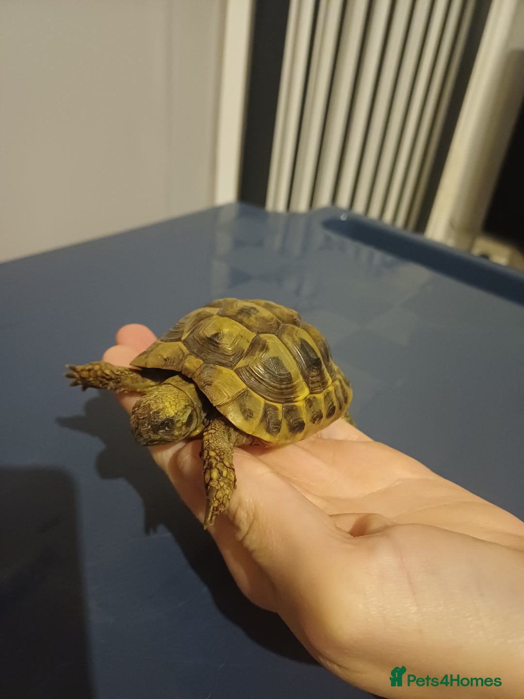 Hermann Tortoise reptiles for sale: Herman tortoise - Image 1
