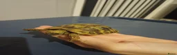 Hermann Tortoise reptiles for sale: Herman tortoise - Advert 1