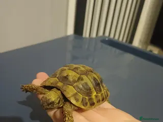 Hermann Tortoise reptiles Herman tortoise - Advert 13