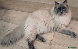 Ragdoll cats for sale: Blue mitted ragdoll kittens - Image 3