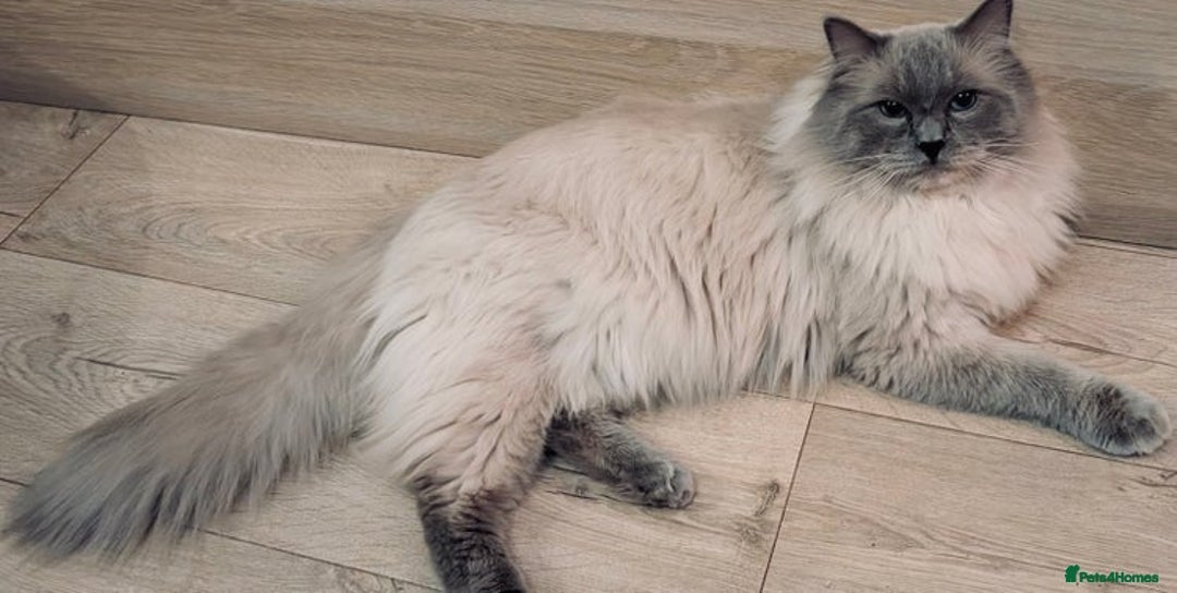Ragdoll cats for sale: Blue mitted ragdoll kittens - Image 3
