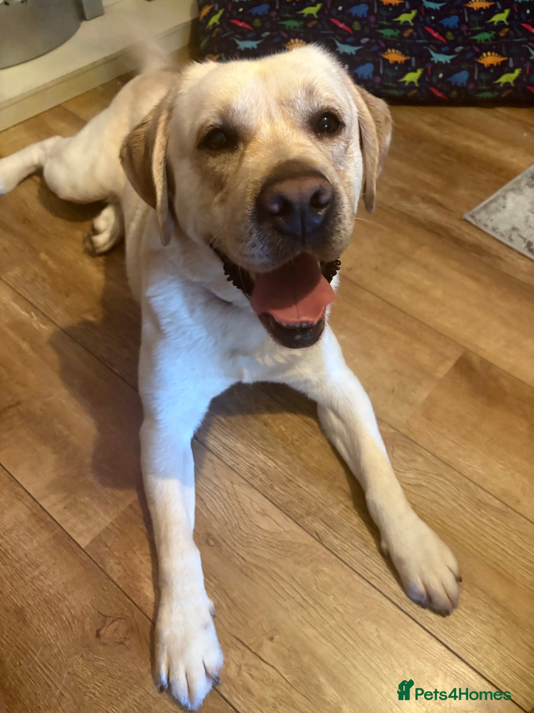 Labrador Retriever dogs for sale: 3 year old male - Advert 2