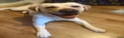 Labrador Retriever dogs for sale: 3 year old male - Advert 2