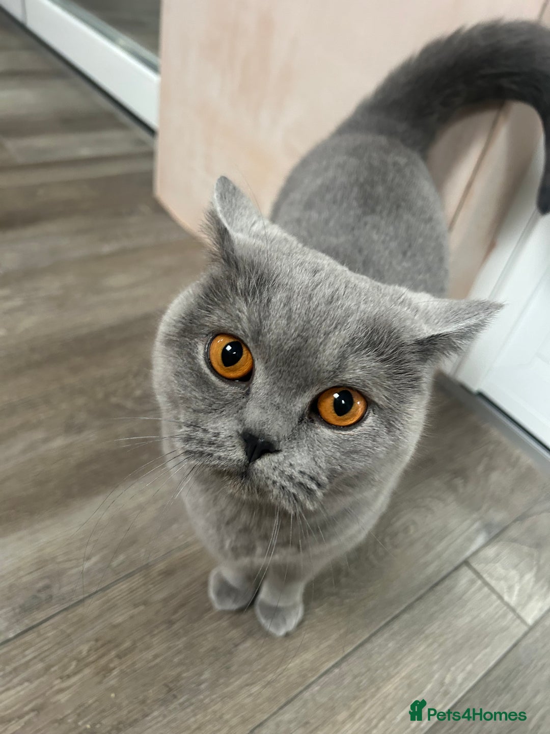 British Shorthair cats for sale: British Short hair female  - Advert 3