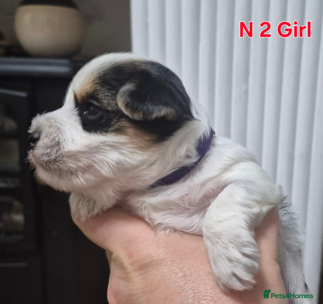 Biewer Terrier dogs for sale: Biewier terrier  - Image 5