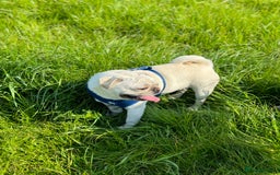 Pug dogs for sale: Beautiful Pug Puppies Male Female - Image 24