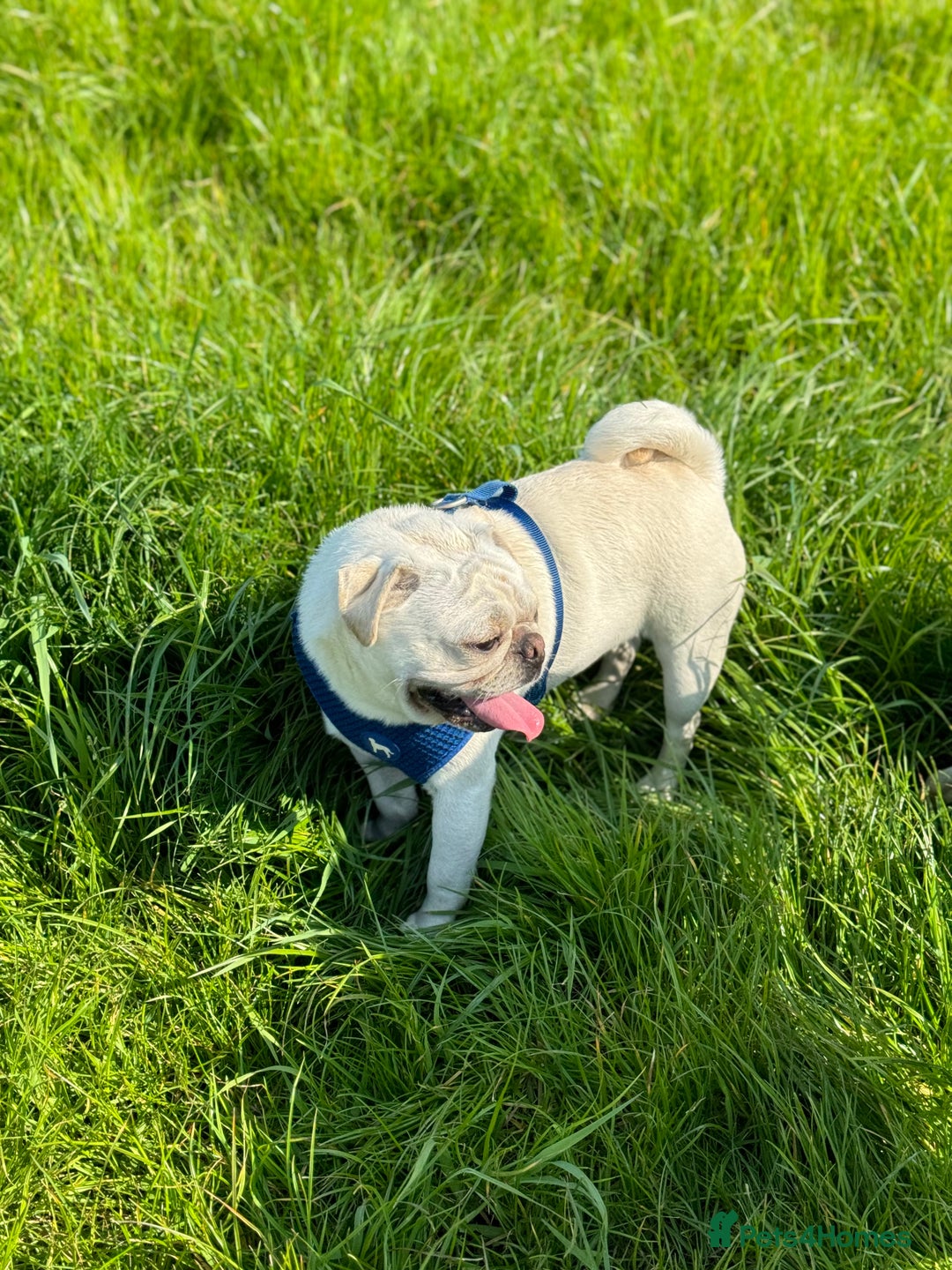 Pug dogs for sale: Beautiful Pug Puppies Male Female - Image 24