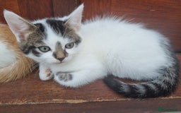 Mixed Breed cats for sale: Cute kittens  - Image 7