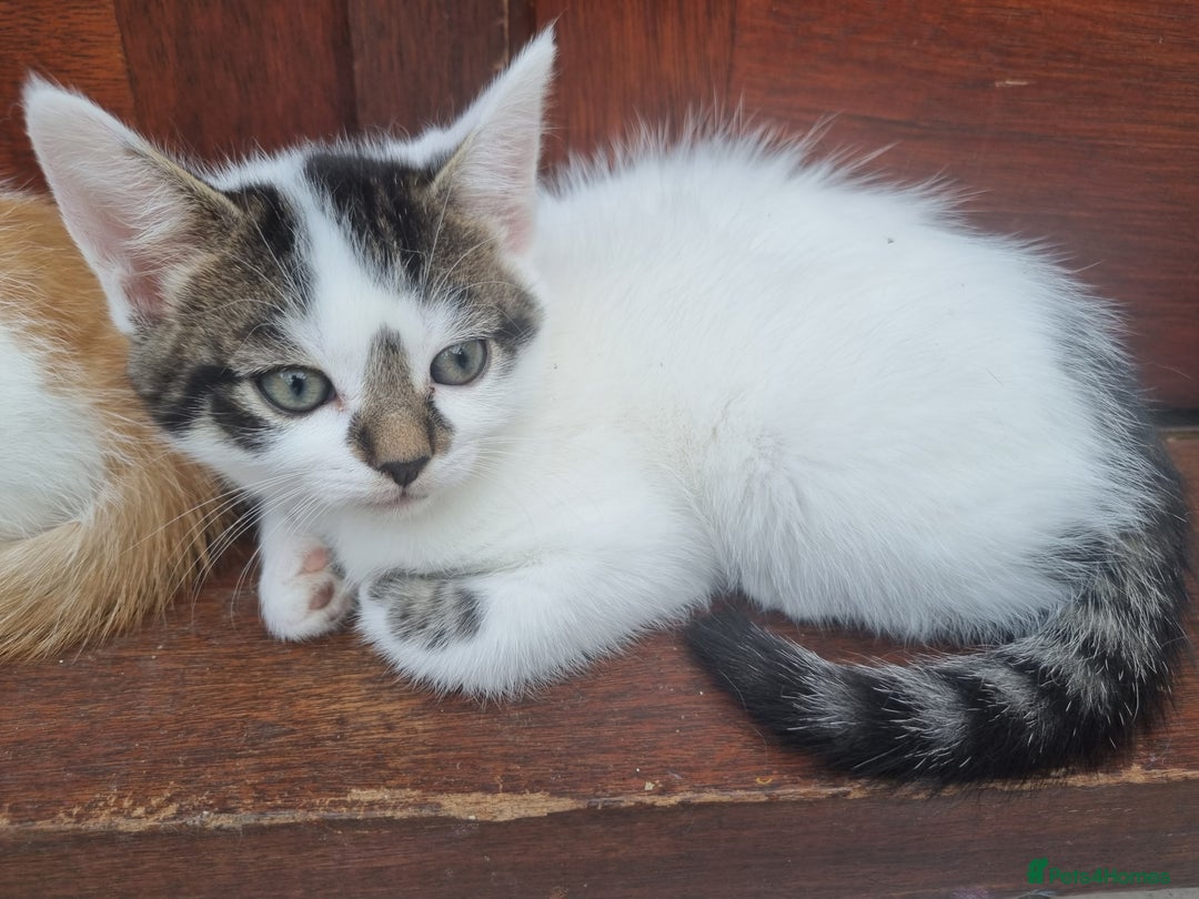 Mixed Breed cats for sale: Cute kittens  - Image 7
