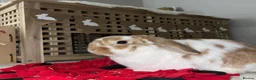 Mini Lop rabbits for sale: Male and female bonded rabbit pair  in Oldham - Advert 6
