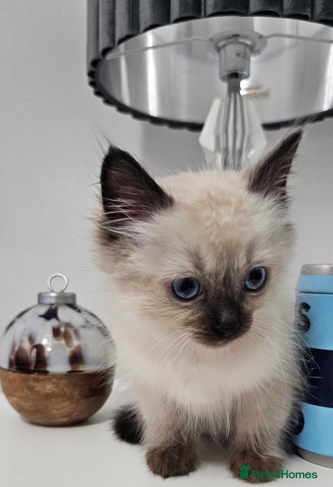 Ragdoll cats for sale: Stunning ragdoll kittens  - Image 35