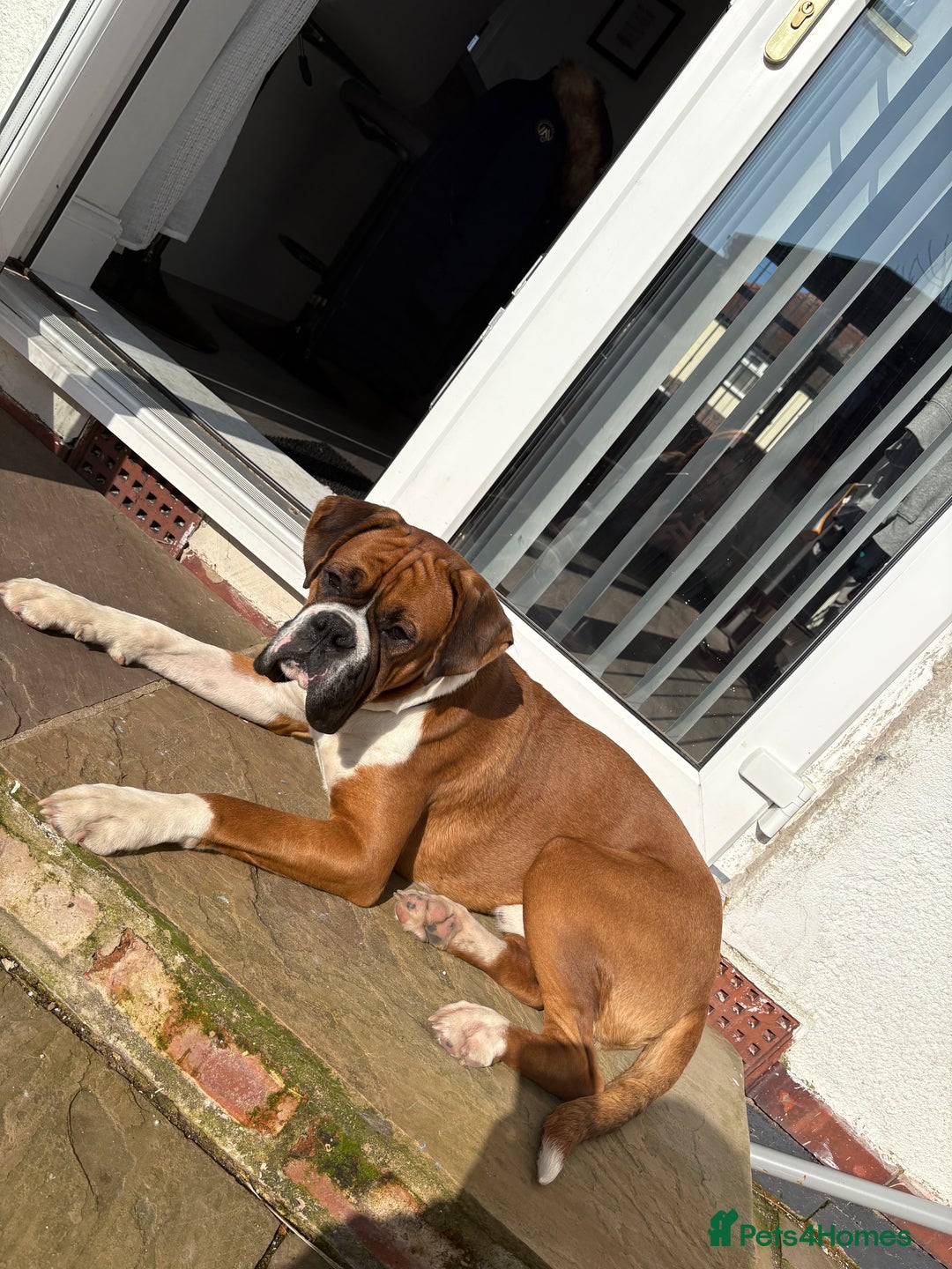 Boxer dogs for stud: Full pedigree boxer dog for stud  in Runcorn - Image 6