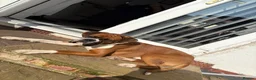 Boxer dogs for stud: Full pedigree boxer dog for stud  - Advert 12