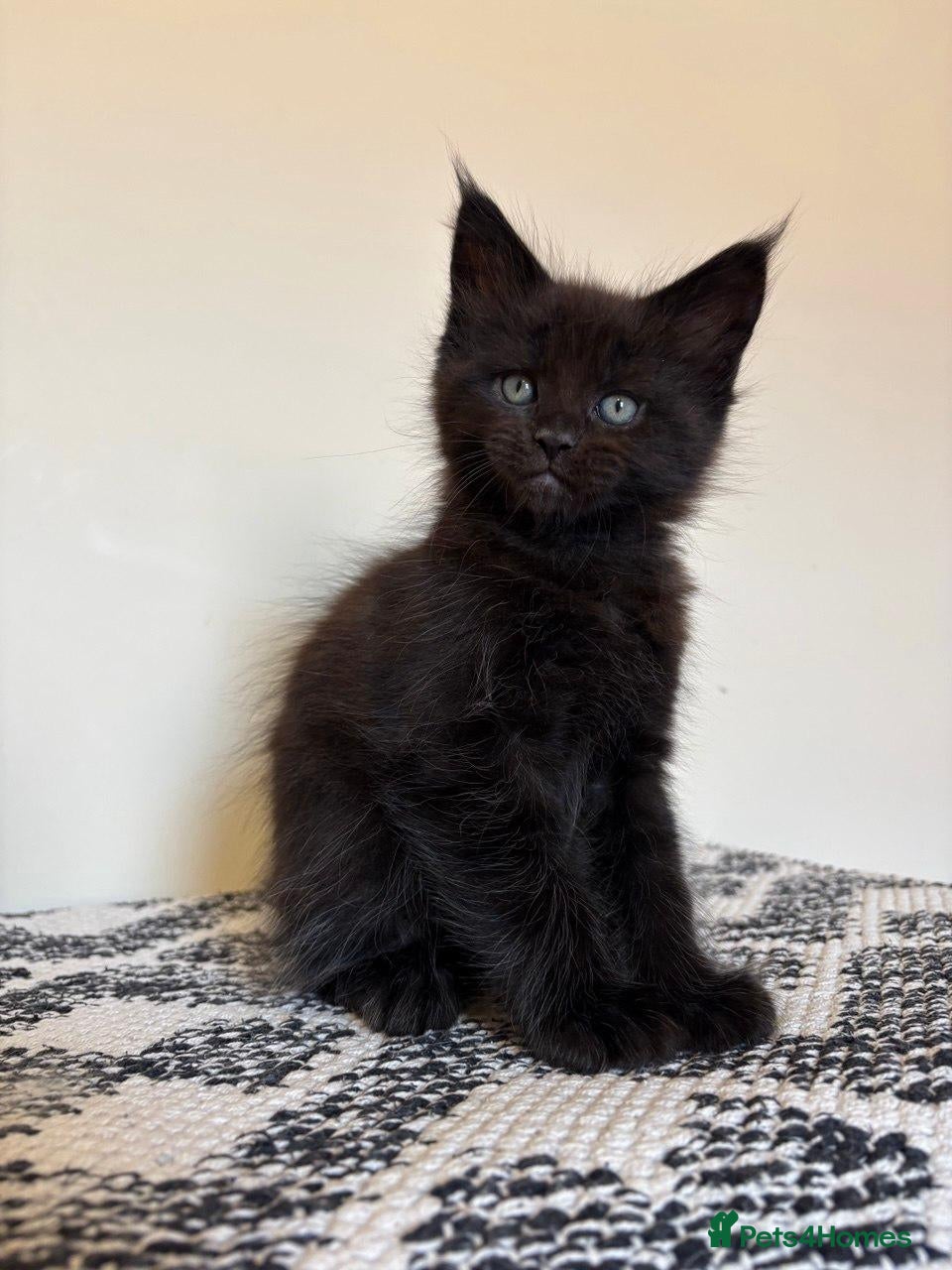 Maine Coon cats for sale: Maine Coons ready now - Advert 2