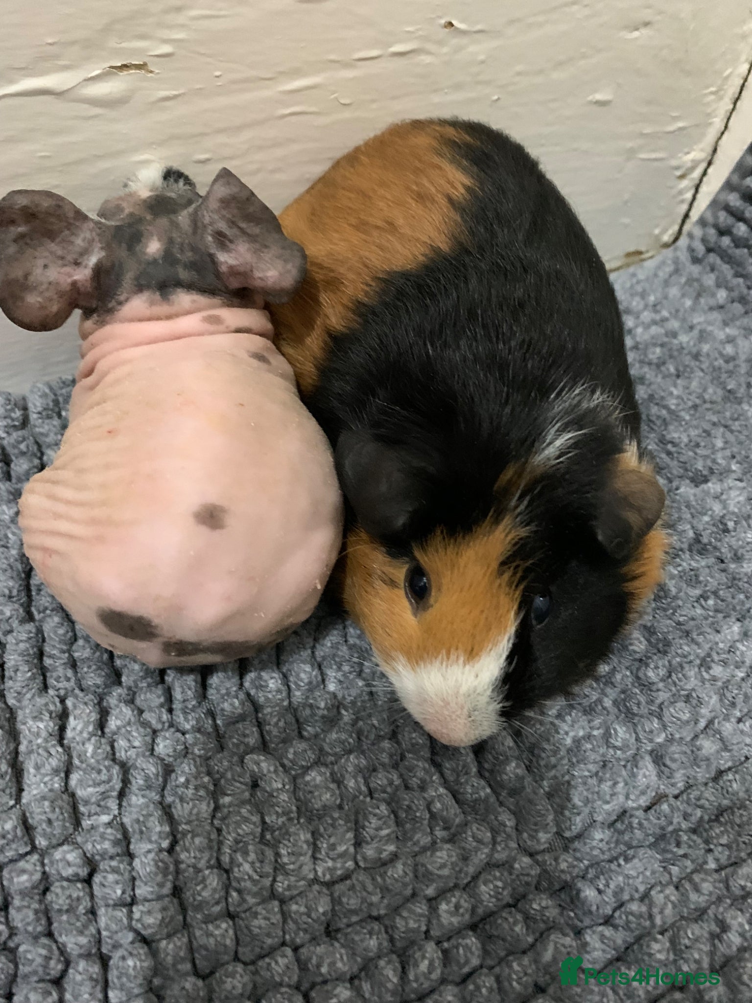 Guinea Pig rodents Skinny pigs and Guinea pigs £70 for group of four - Advert 1