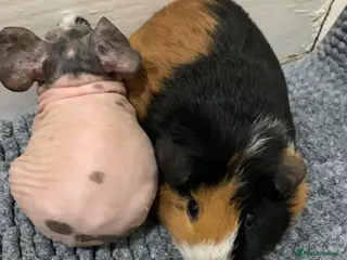 Guinea Pig rodents for sale: Skinny pigs and Guinea pigs £70 for group of four - Advert 2