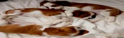 Cavalier King Charles Spaniel dogs for sale: Beautiful Blenheim Cavalier King Charles Spaniels! - Advert 13