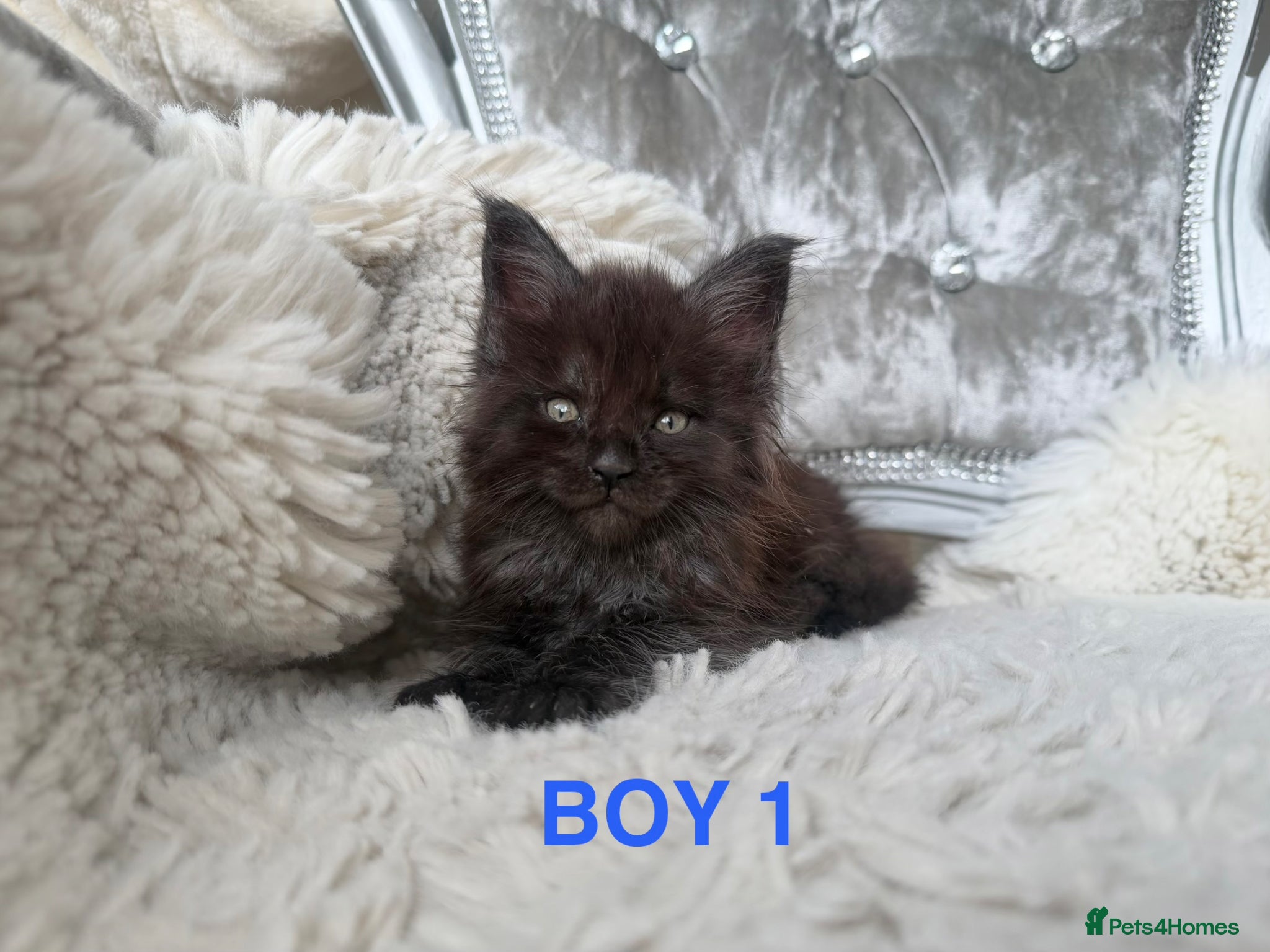 Maine Coon cats OUTSTANDING SHOW QUALITY MAINE COON KITTENS  - Advert 1