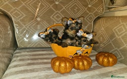 Yorkshire Terrier dogs for sale: Yorkshire terrier puppies  - Image 13