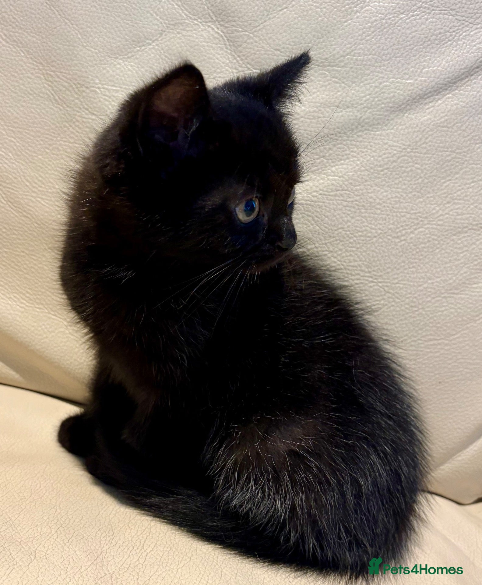 Mixed Breed cats Persian and British shorthair mix - Advert 1