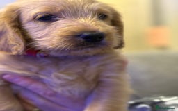 Double Doodle dogs for sale: Double doodles - Image 39