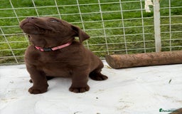 Labrador Retriever dogs for sale: KC SILVER/CHOCOLATE PEDIGREE LABRADOR PUPIES - Image 6