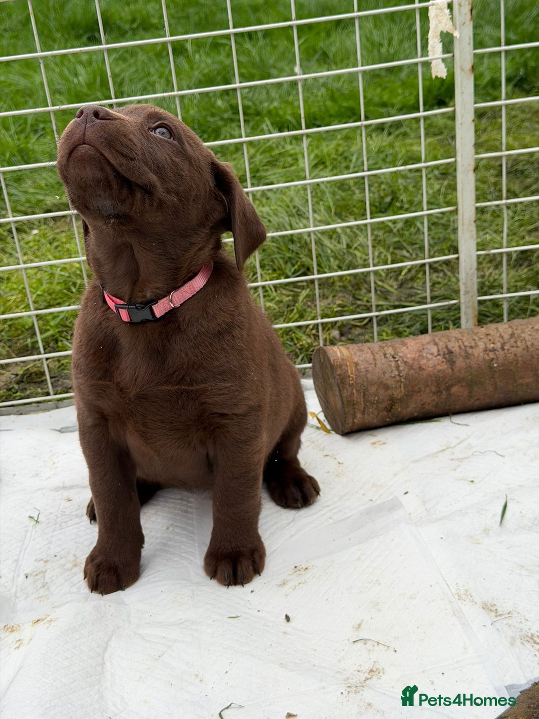 Labrador Retriever dogs for sale: KC SILVER/CHOCOLATE PEDIGREE LABRADOR PUPIES - Image 6