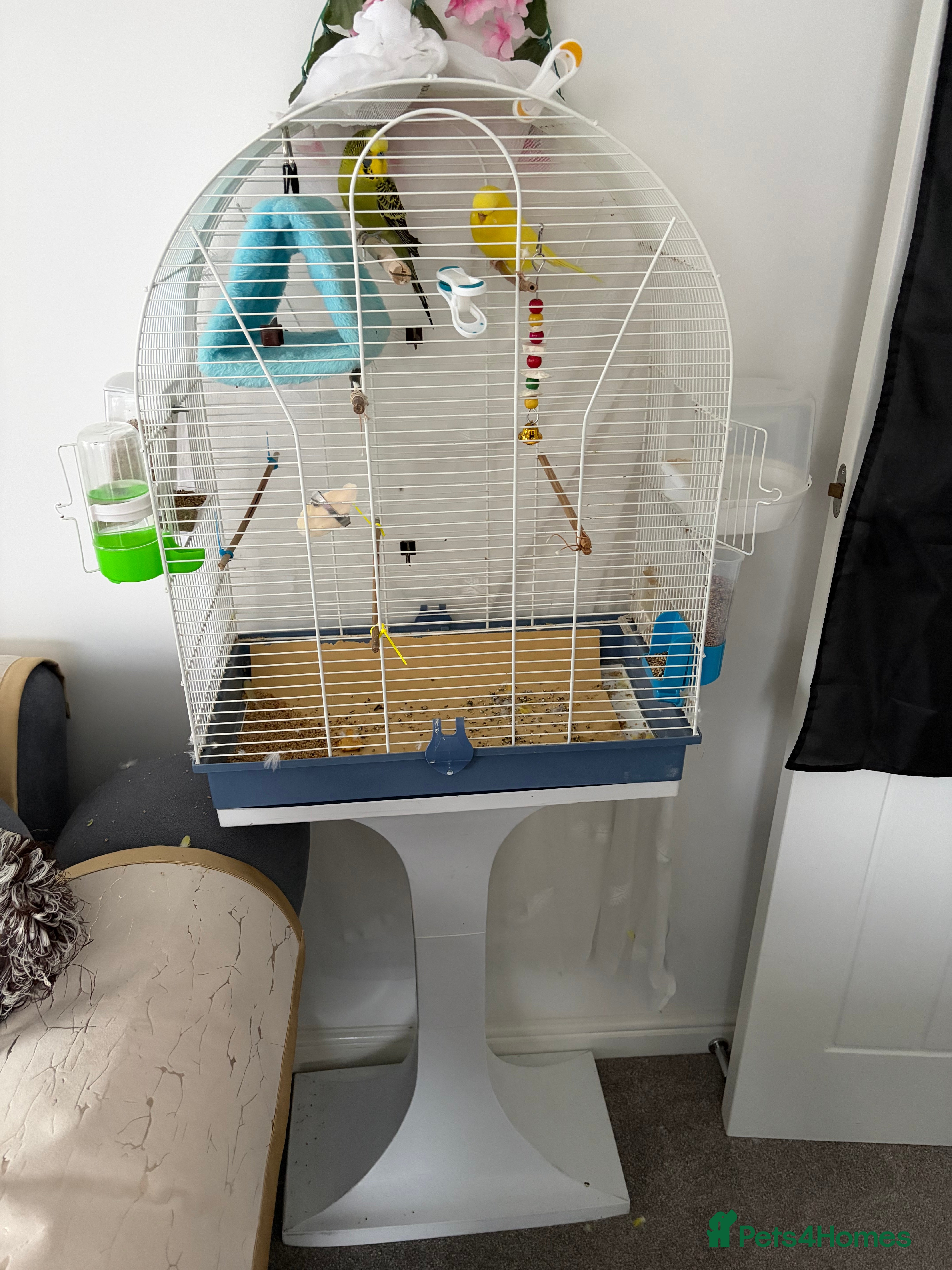 Budgerigars birds Pair of Budgie - Advert 1