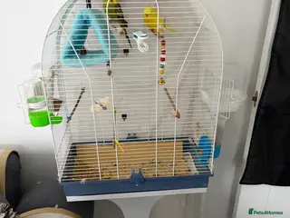 Budgerigars birds Pair of Budgie - Advert 1