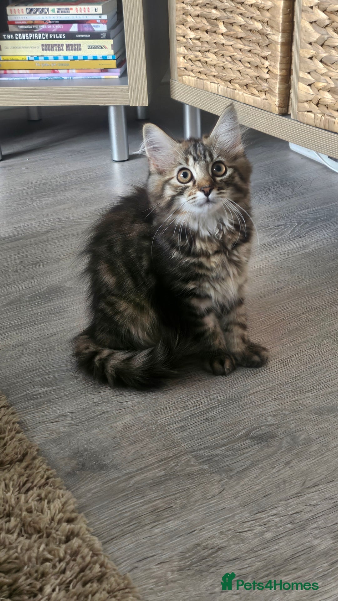 Persian cats for sale: Persian Kittens ready now  - Image 11