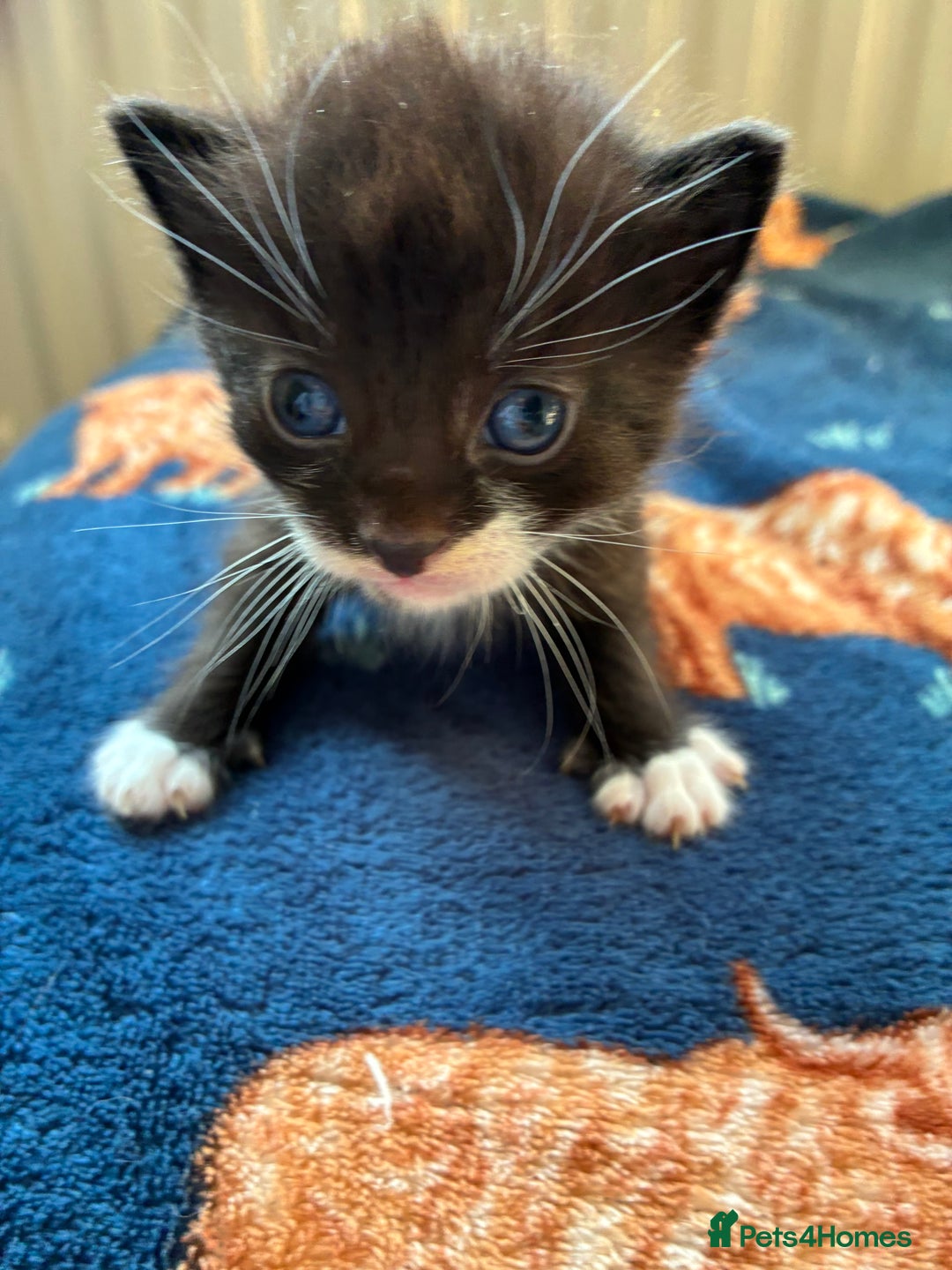 British Shorthair cats for sale: Lovely male kittens for sale - Image 4