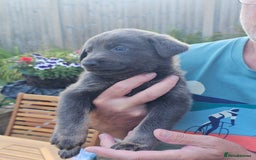 German Shepherd dogs for sale: Blue German shepherds for sale - Image 5