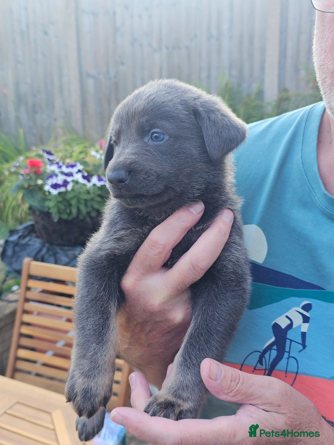 German Shepherd dogs for sale: Blue German shepherds for sale - Image 5
