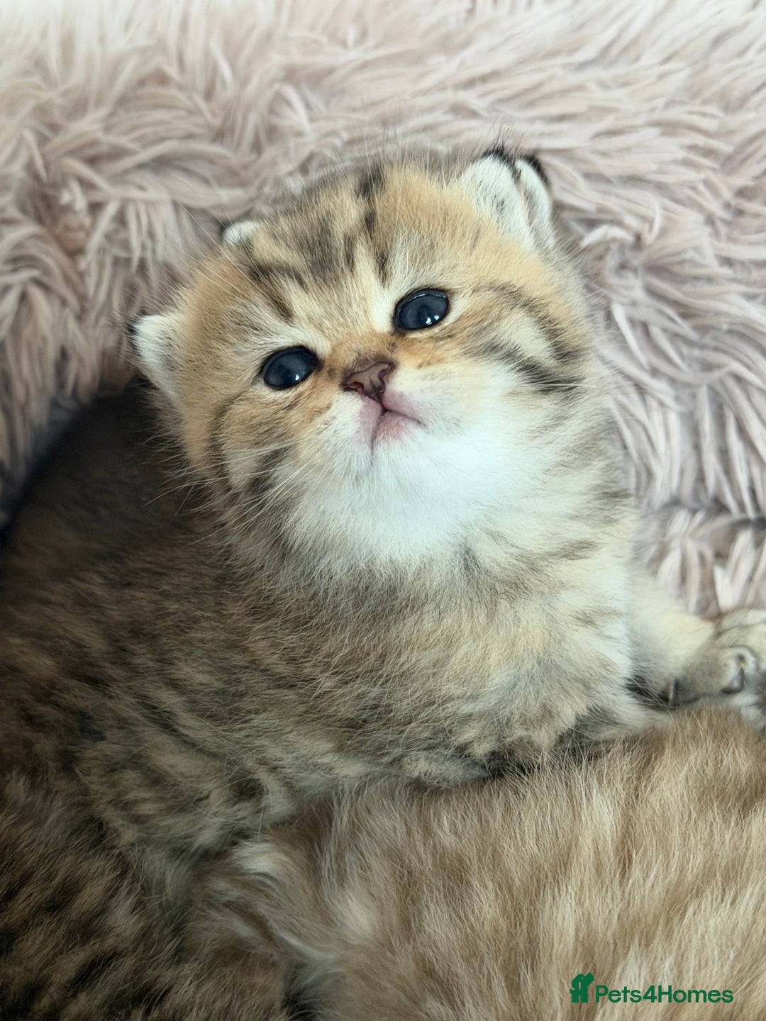 British Shorthair cats for sale: Beautiful British Shorthair Kittens – 5 Available - Advert 16