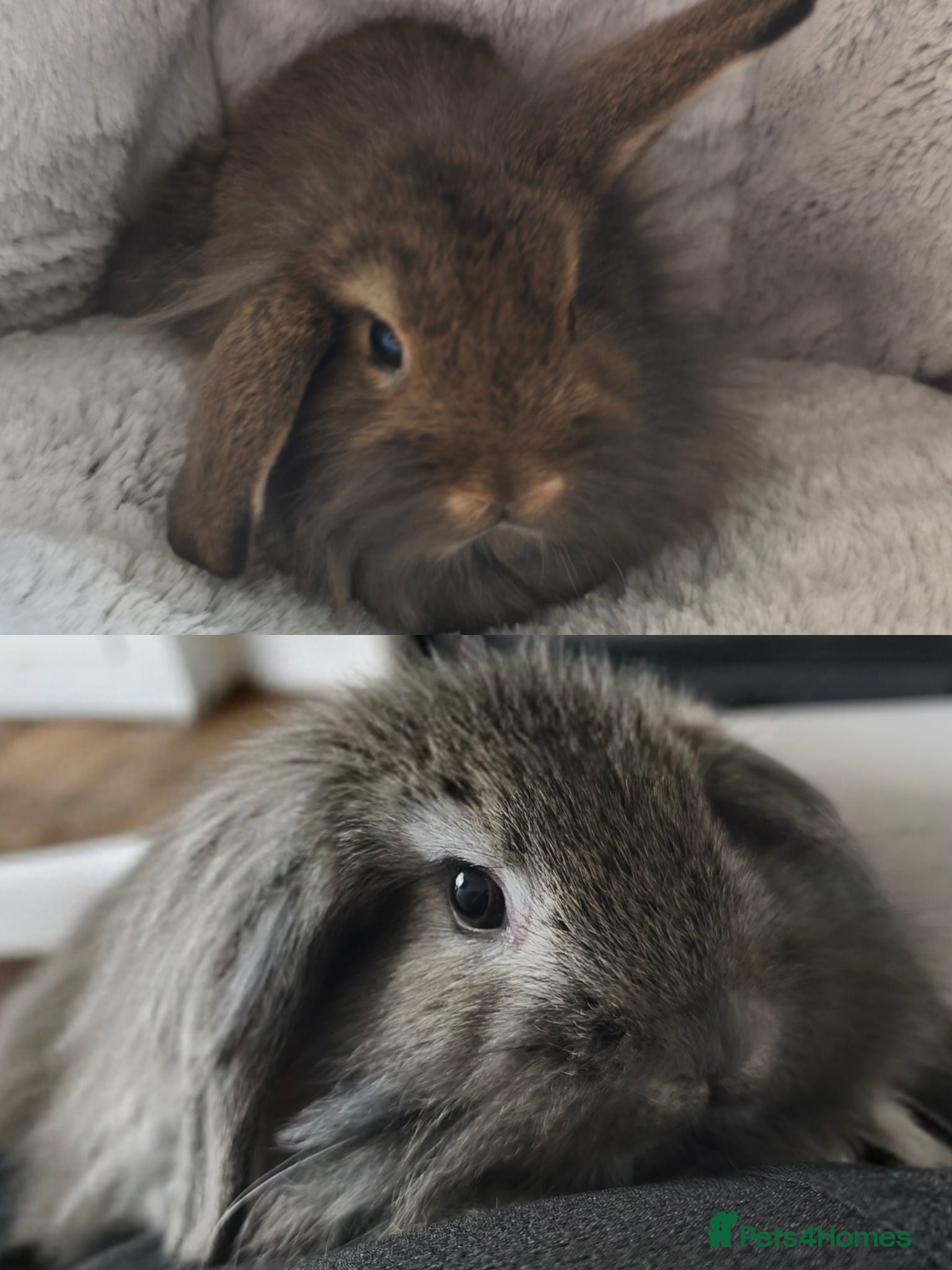 Mini Lop rabbits Ready 6th August - Advert 1