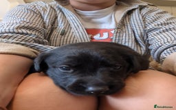 Mixed Breed dogs for sale: Lab x pups - Image 3