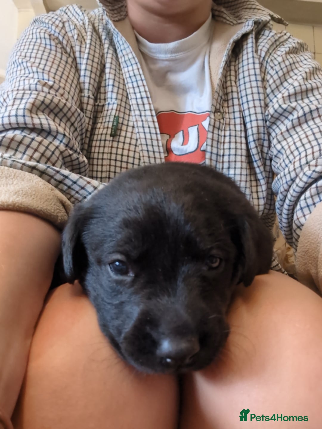 Mixed Breed dogs for sale: Lab x pups - Image 3