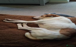 Jack Russell dogs for adoption: Lovely Pepper  - Image 7
