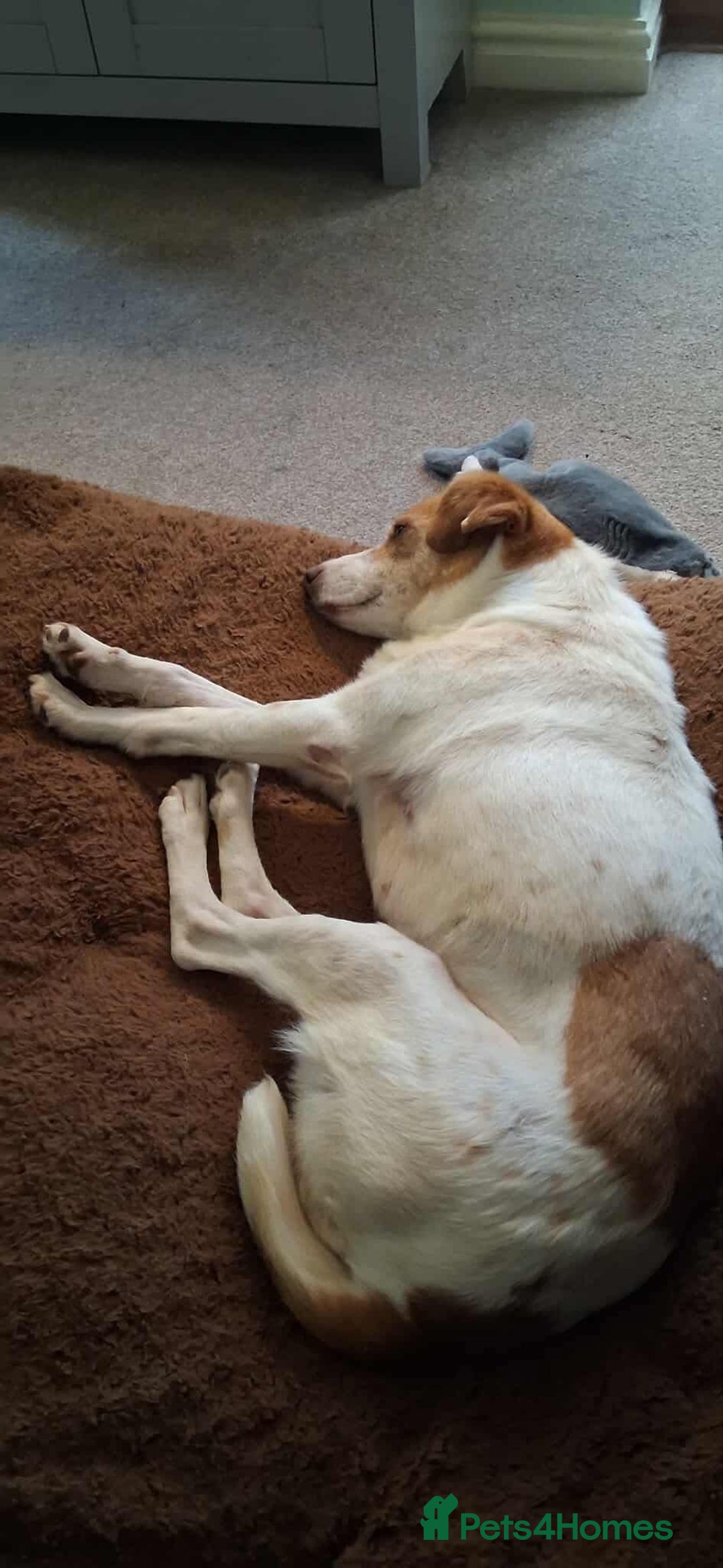 Jack Russell dogs for adoption: Lovely Pepper  - Image 7