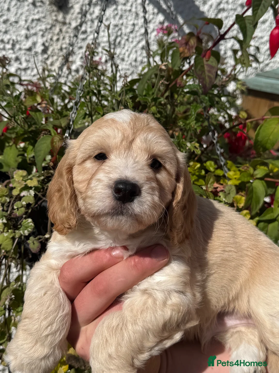 Cockapoo dogs for sale: F1 Cockapoo - Advert 2